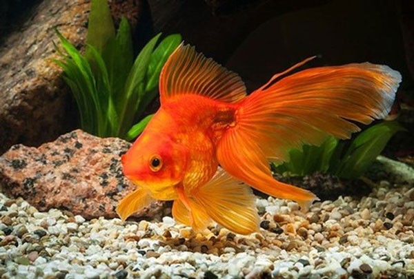 Hình ảnh minh họa con cá vàng