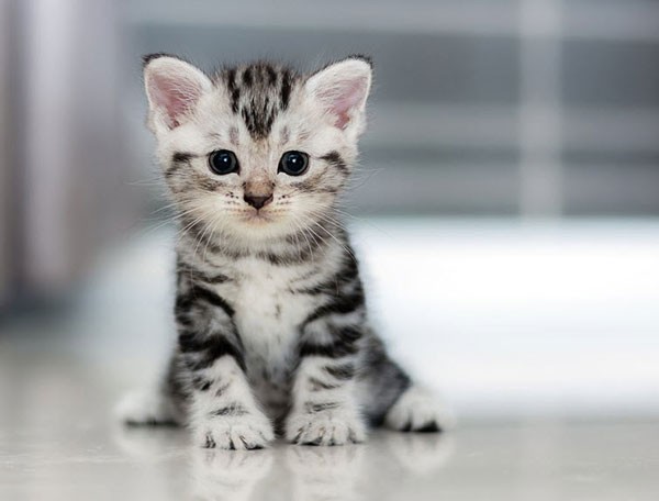 Hình ảnh minh họa chú mèo dễ thương