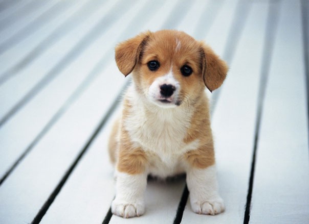 Hình ảnh minh họa chú chó con ngộ nghĩnh