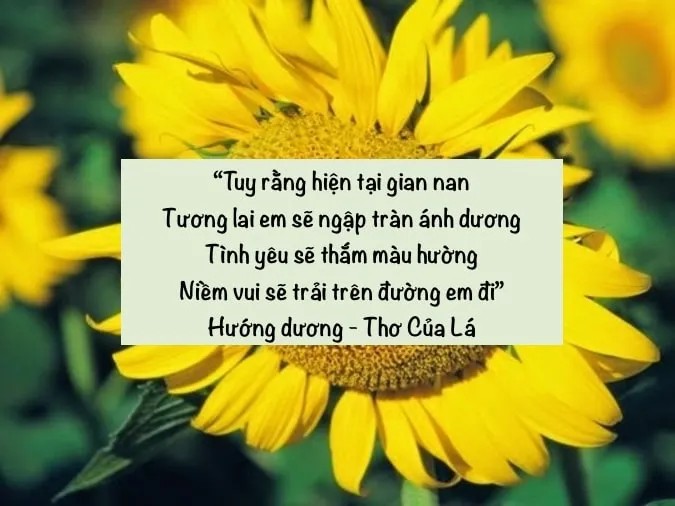 Hoa hướng dương biểu tượng cho tình yêu thủy chung và hy vọng