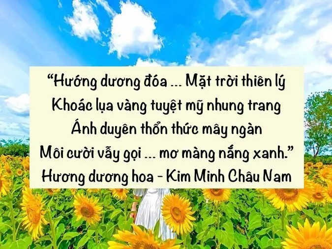 Cận cảnh vẻ đẹp tràn đầy sức sống của hoa mặt trời