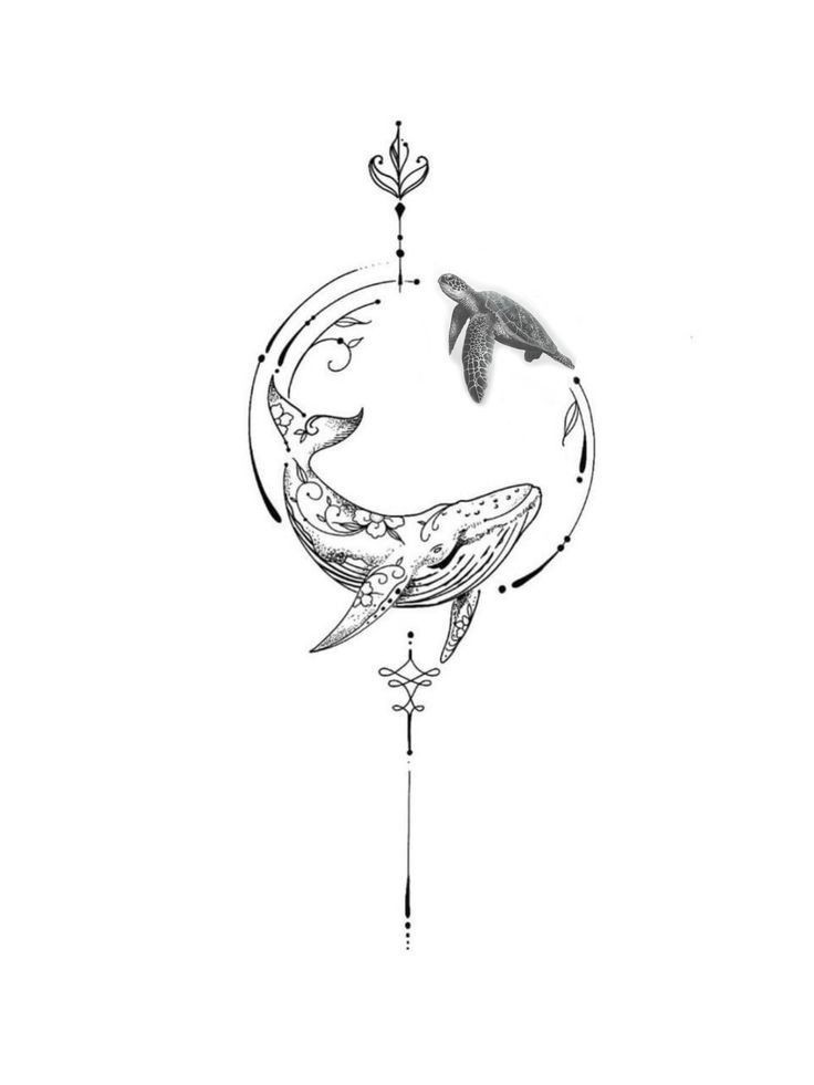 Cận cảnh một chú cá voi xanh với vẻ ngoài uy nghiêm và bí ẩn