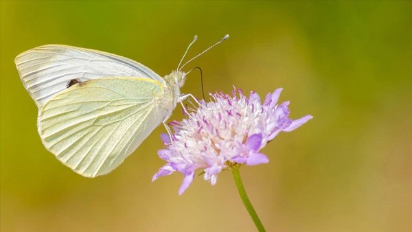 Bài thơ về con bướm