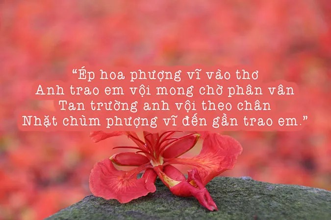 Cảnh sắc mùa hè với những nhành phượng đỏ rực rỡ và tiếng ve.
