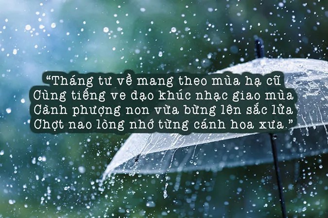 Cảnh sắc mùa hè với những nhành phượng đỏ và kỷ niệm tuổi học trò.