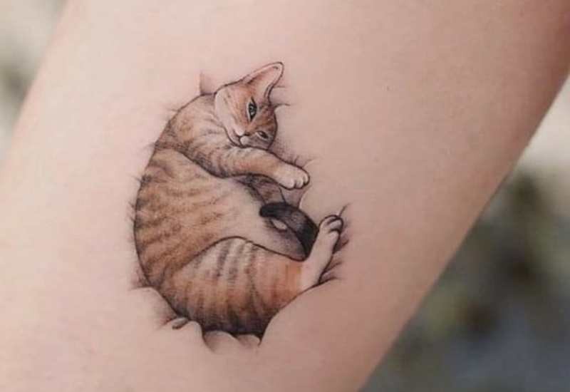 tuoi mui xam hinh con meo 1