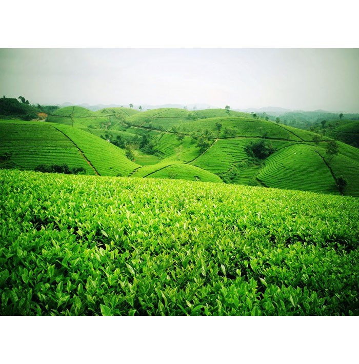 doi che thai nguyen 1