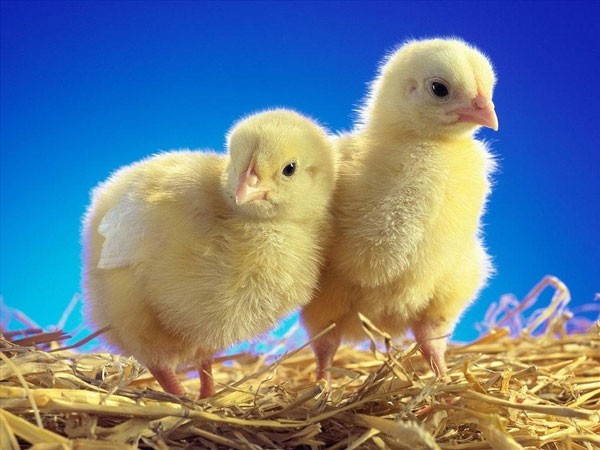 Những chú gà con đáng yêu đang mổ thóc