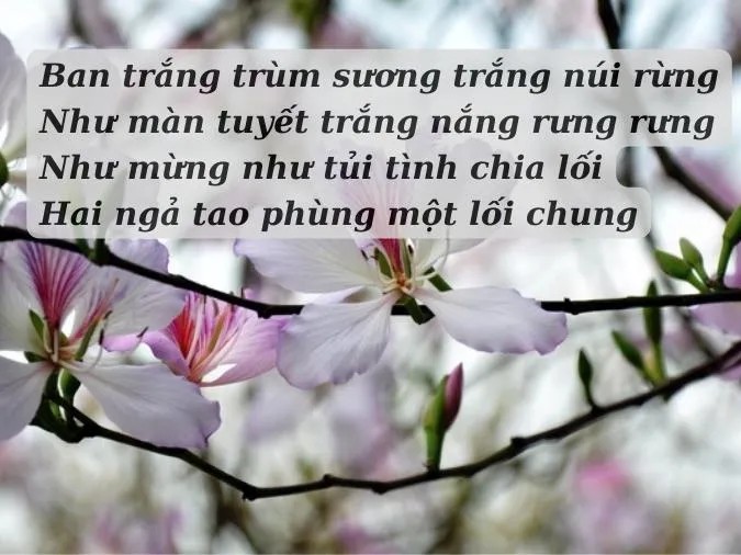 Tuyển tập những bài thơ về Đà Lạt hay nhất 5