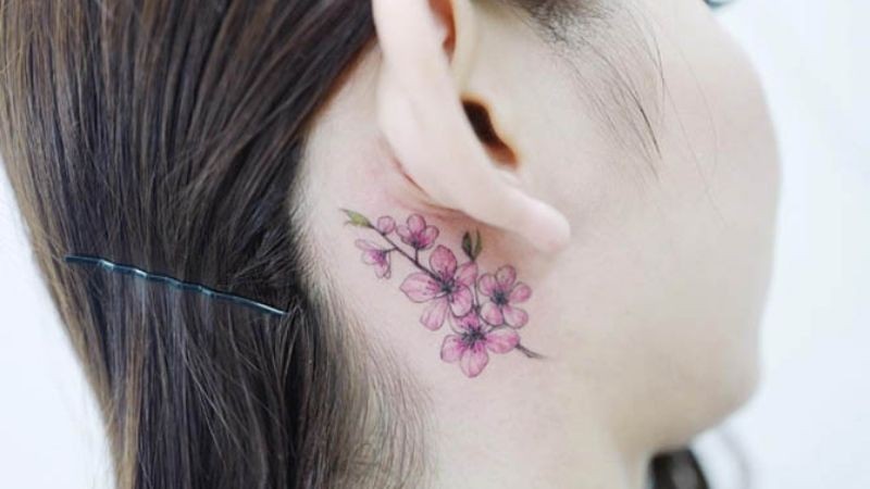 Hoa anh đào sắc hồng dịu dàng