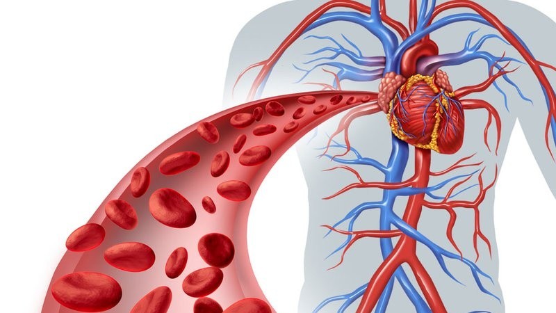 Cấu tạo và chức năng của hệ tuần hoàn có ý nghĩa như thế nào? 1