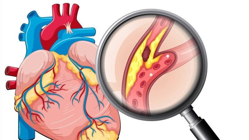 Cấu tạo và chức năng của hệ tuần hoàn có ý nghĩa như thế nào? 3