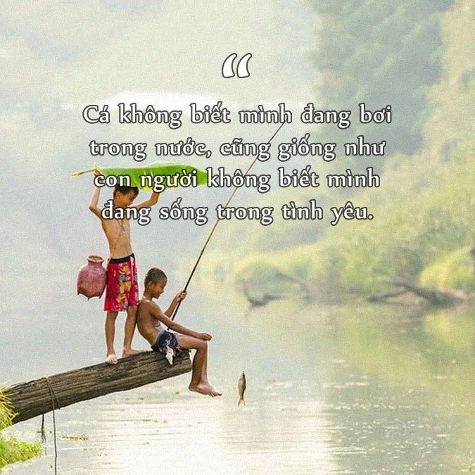 Một con cá chép đỏ rực bơi trong làn nước trong xanh