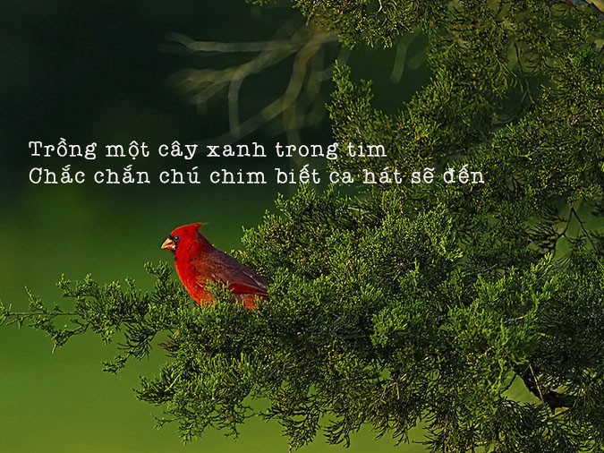 Cánh đồng cỏ xanh mướt dưới ánh nắng ban mai