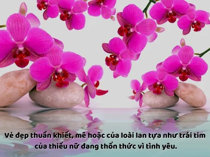 stt ve hoa lan 1 1
