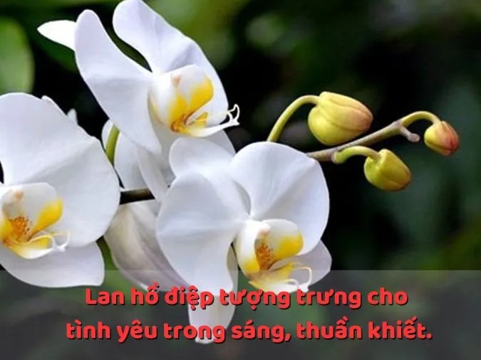 Hoa lan hồ điệp với những cánh hoa tím quyến rũ