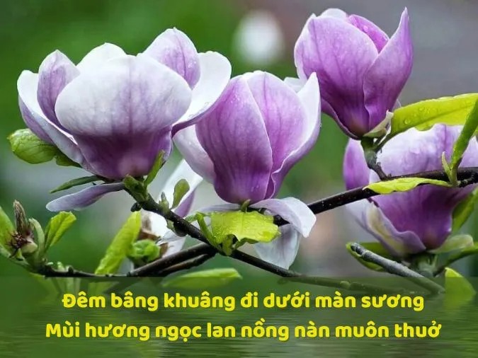 Những cánh hoa ngọc lan trắng muốt rơi nhẹ nhàng xuống thảm cỏ xanh