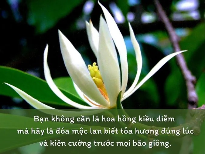 Một đóa mộc lan với những cánh hoa trắng muốt, tinh khôi