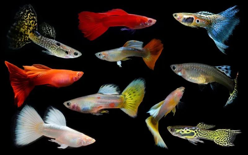 Cá chuột và cách nuôi đàn cá khỏe đẹp trong bể thủy sinh 2 cá chuột