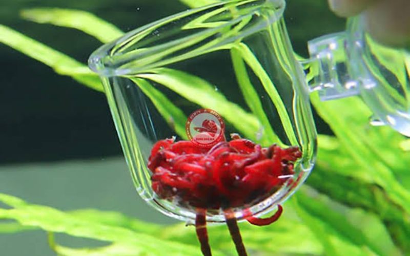 Cá chuột và cách nuôi đàn cá khỏe đẹp trong bể thủy sinh 4 cá chuột